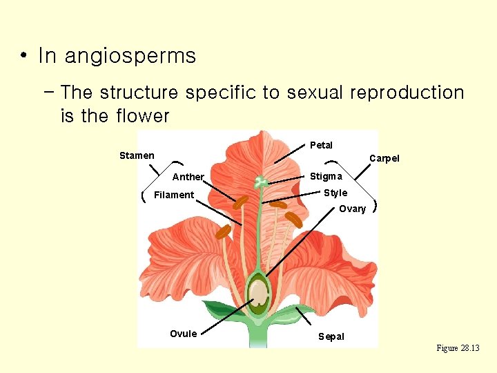  • In angiosperms – The structure specific to sexual reproduction is the flower