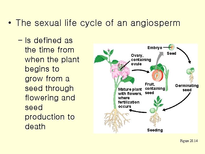  • The sexual life cycle of an angiosperm – Is defined as the
