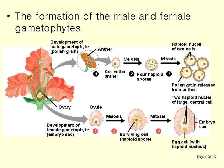  • The formation of the male and female gametophytes Development of male gametophyte