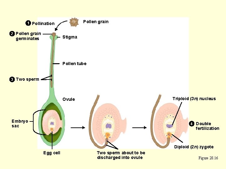 Pollen grain 1 Pollination 2 Pollen grain Stigma germinates Pollen tube 3 Two sperm