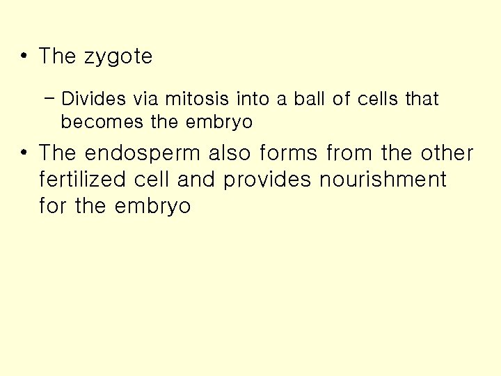  • The zygote – Divides via mitosis into a ball of cells that