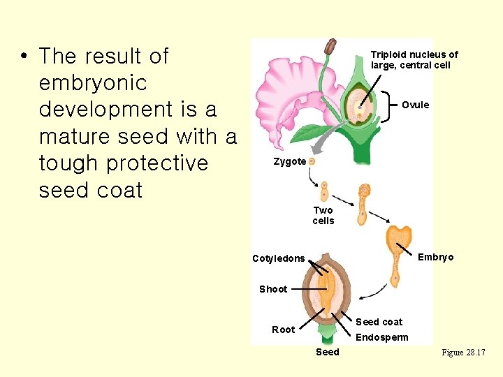  • The result of embryonic development is a mature seed with a tough