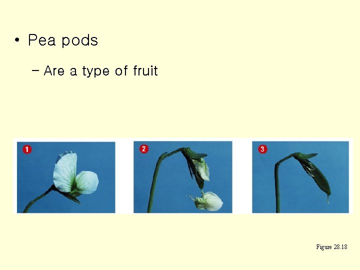  • Pea pods – Are a type of fruit Figure 28. 18 