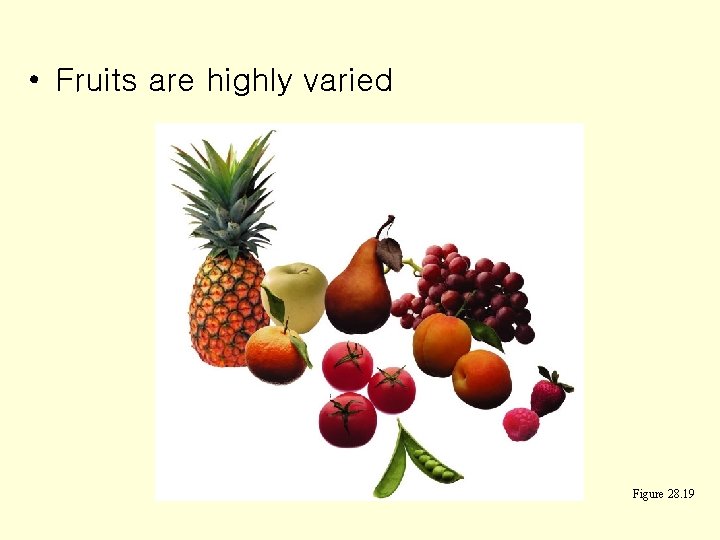  • Fruits are highly varied Figure 28. 19 