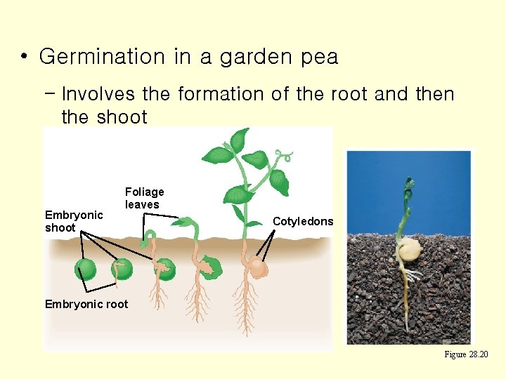  • Germination in a garden pea – Involves the formation of the root