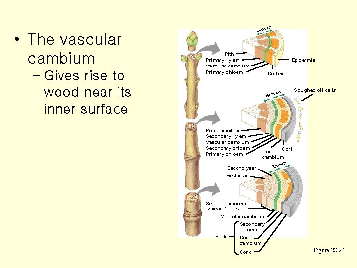 th • The vascular cambium – Gives rise to wood near its inner surface