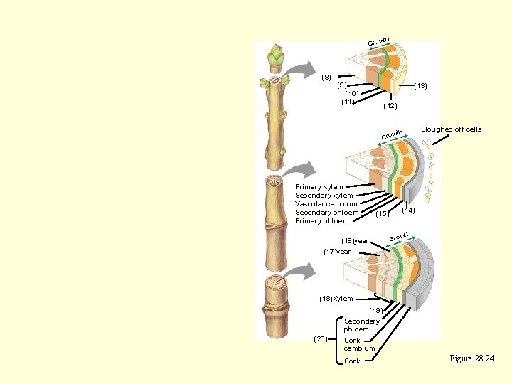 th Grow (8) (9) (10) (11) (13) (12) wth Gro Primary xylem Secondary xylem