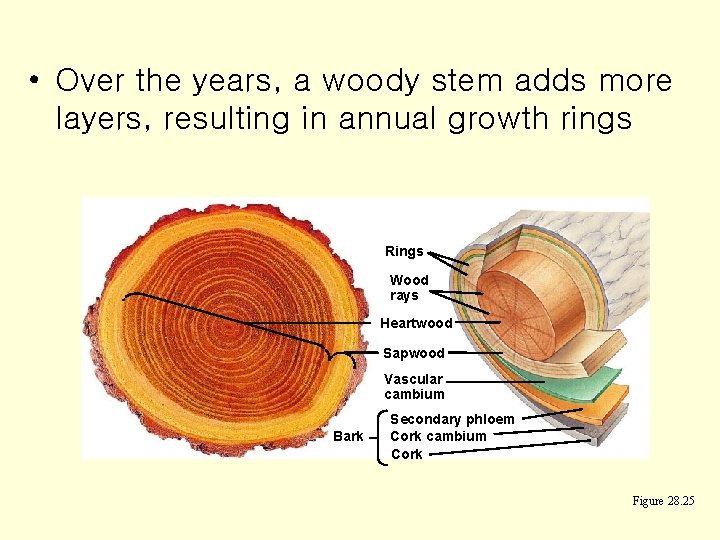  • Over the years, a woody stem adds more layers, resulting in annual