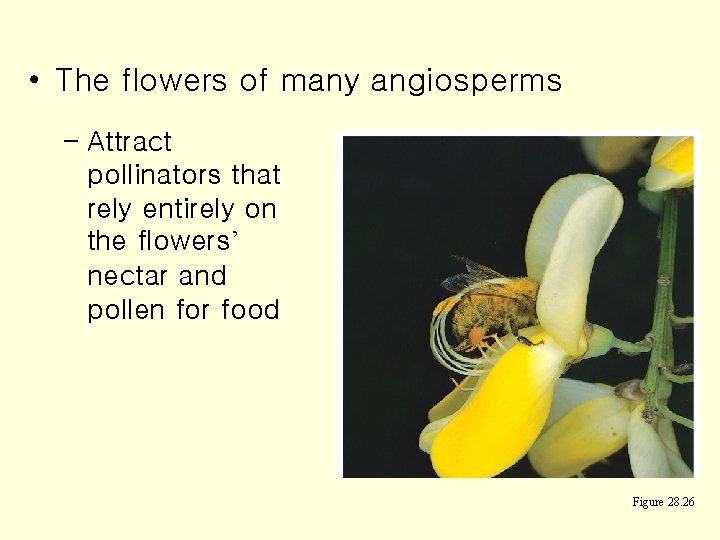  • The flowers of many angiosperms – Attract pollinators that rely entirely on
