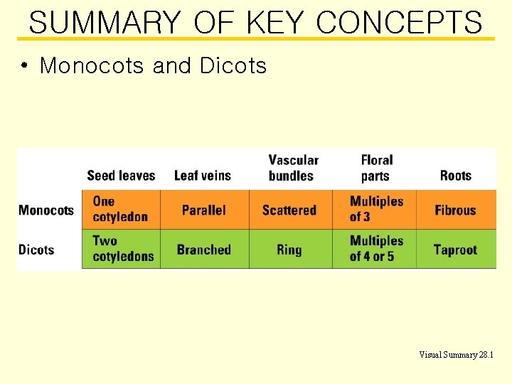 SUMMARY OF KEY CONCEPTS • Monocots and Dicots Visual Summary 28. 1 