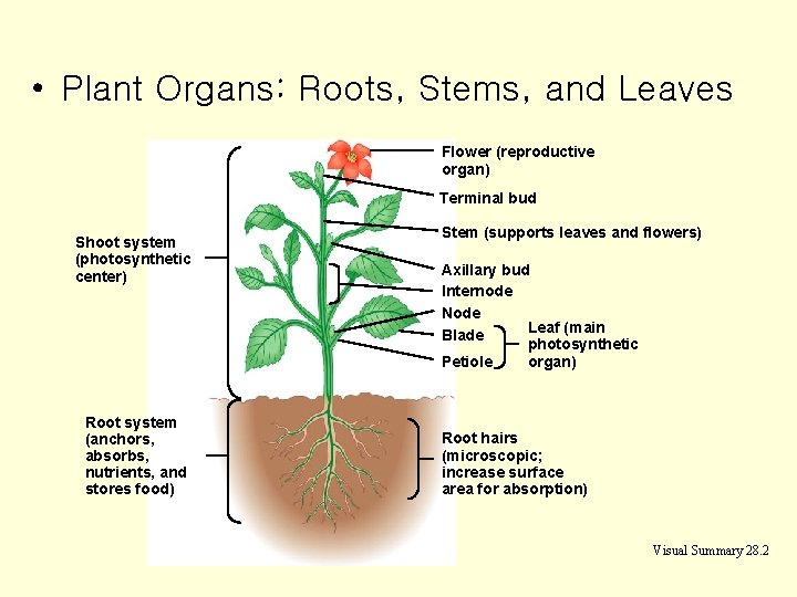  • Plant Organs: Roots, Stems, and Leaves Flower (reproductive organ) Terminal bud Shoot