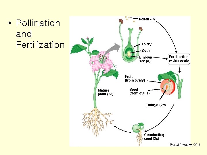 Pollen (n) • Pollination and Fertilization Ovary Ovule Embryo sac (n) Fertilization within ovule