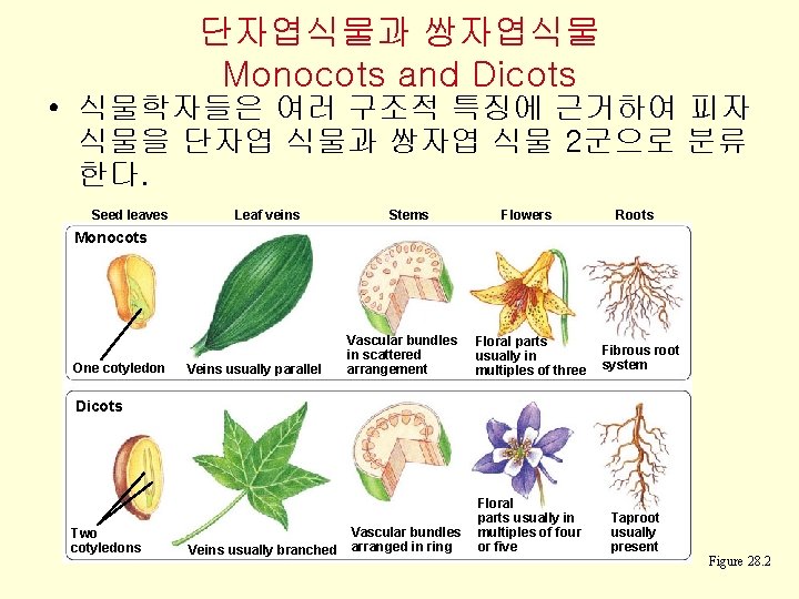 단자엽식물과 쌍자엽식물 Monocots and Dicots • 식물학자들은 여러 구조적 특징에 근거하여 피자 식물을 단자엽