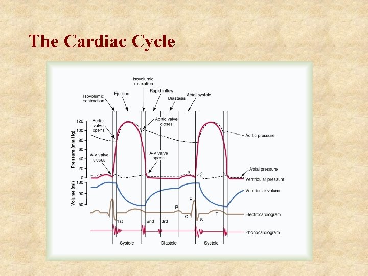 The Cardiac Cycle 