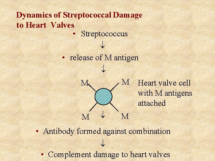 Dynamics of Streptococcal Damage to Heart Valves • Streptococcus ¯ • release of M