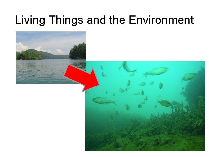 Living Things and the Environment 