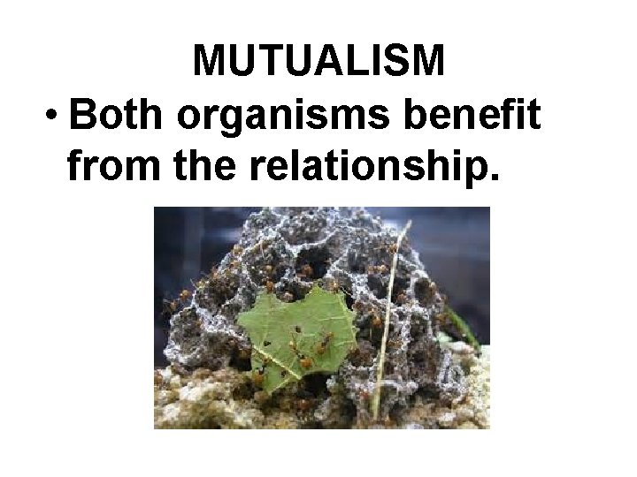 MUTUALISM • Both organisms benefit from the relationship. 