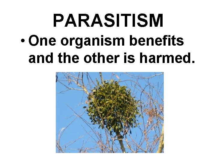 PARASITISM • One organism benefits and the other is harmed. 