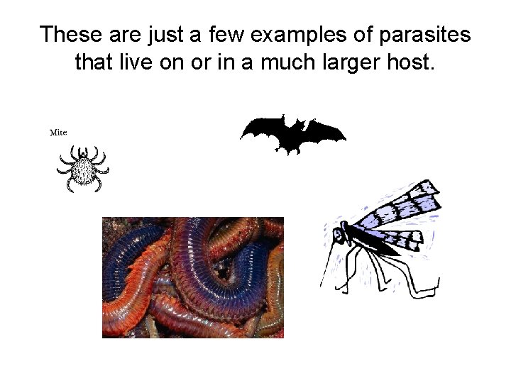 These are just a few examples of parasites that live on or in a