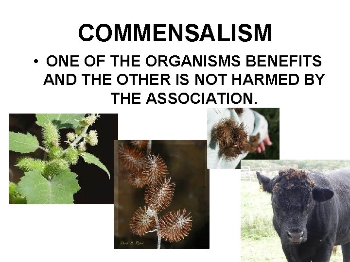 COMMENSALISM • ONE OF THE ORGANISMS BENEFITS AND THE OTHER IS NOT HARMED BY