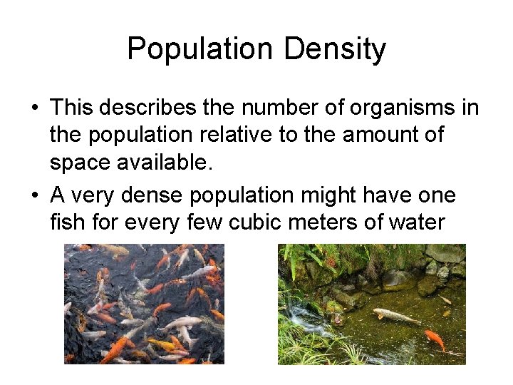 Population Density • This describes the number of organisms in the population relative to