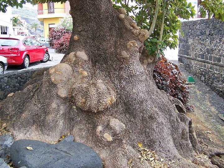 Castillo Principal Ogromne drzewo obok Castillo Principal 