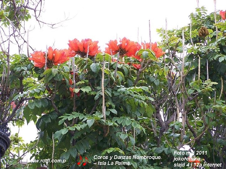 www. rotfl. com. p l Coros y Danzas Nambroque – Isla La Palma Foto