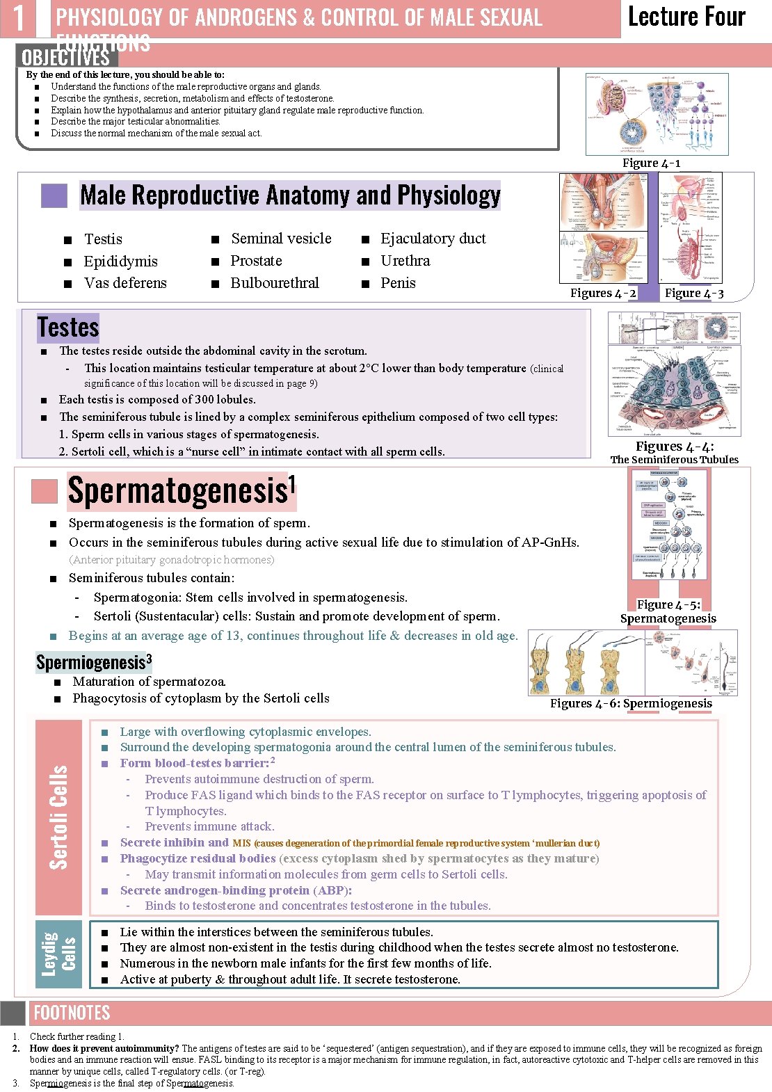 1 Lecture Four PHYSIOLOGY OF ANDROGENS & CONTROL OF MALE SEXUAL FUNCTIONS OBJECTIVES By