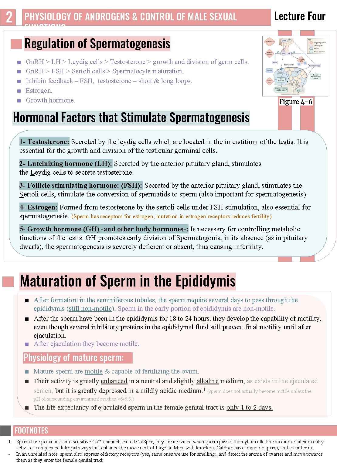 2 PHYSIOLOGY OF ANDROGENS & CONTROL OF MALE SEXUAL FUNCTIONS Lecture Four Regulation of