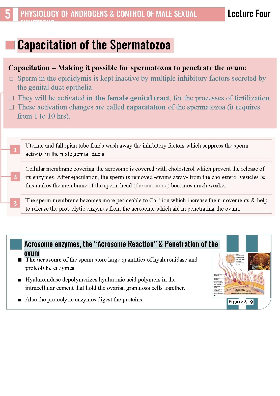 5 PHYSIOLOGY OF ANDROGENS & CONTROL OF MALE SEXUAL FUNCTIONS Lecture Four Capacitation of