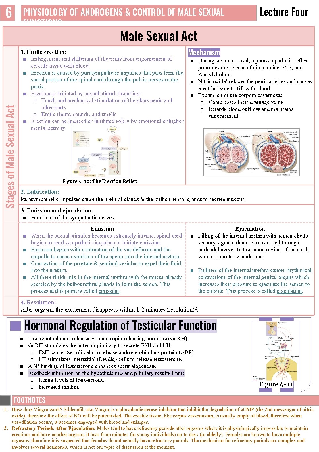 6 PHYSIOLOGY OF ANDROGENS & CONTROL OF MALE SEXUAL FUNCTIONS Lecture Four Stages of