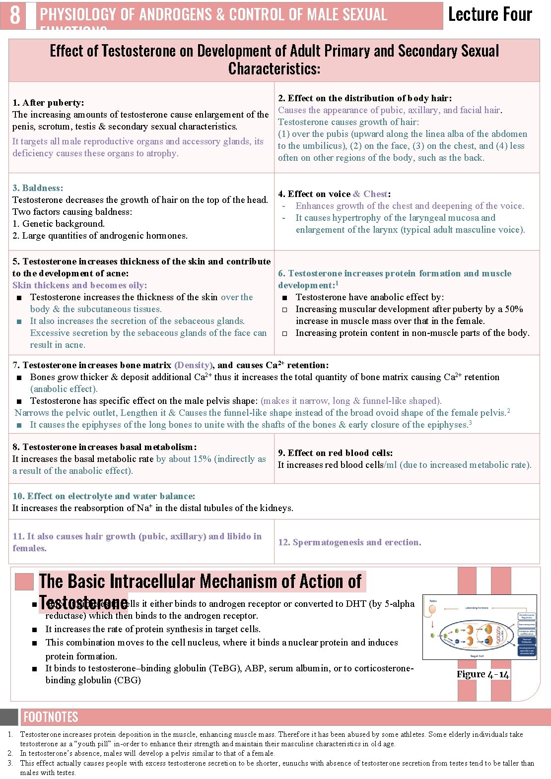 8 PHYSIOLOGY OF ANDROGENS & CONTROL OF MALE SEXUAL Lecture Four FUNCTIONS Effect of