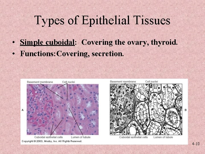 Types of Epithelial Tissues • Simple cuboidal: Covering the ovary, thyroid. • Functions: Covering,