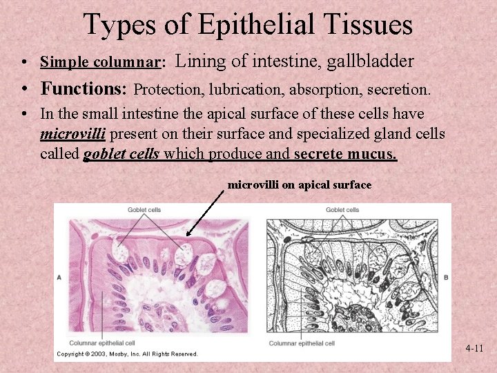 Types of Epithelial Tissues • Simple columnar: Lining of intestine, gallbladder • Functions: Protection,