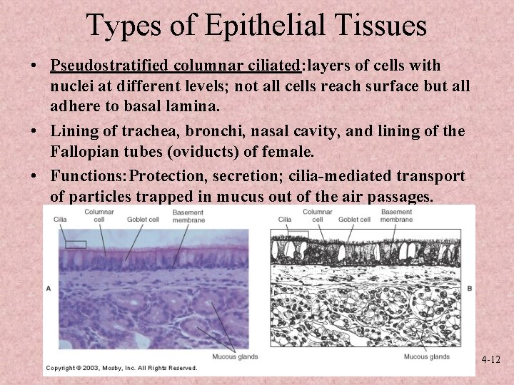 Types of Epithelial Tissues • Pseudostratified columnar ciliated: layers of cells with nuclei at