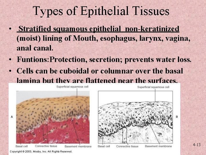 Types of Epithelial Tissues • Stratified squamous epithelial non-keratinized (moist) lining of Mouth, esophagus,