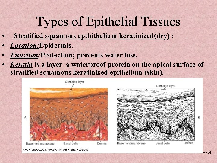 Types of Epithelial Tissues • Stratified squamous epthithelium keratinized(dry) : • Location: Epidermis. •