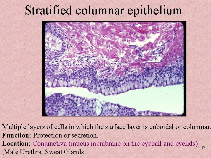 Stratified columnar epithelium Multiple layers of cells in which the surface layer is cuboidal