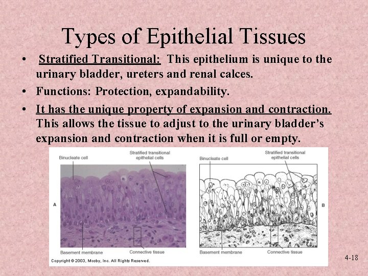 Types of Epithelial Tissues • Stratified Transitional: This epithelium is unique to the urinary