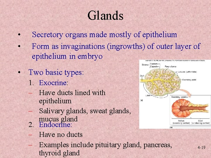 Glands • • Secretory organs made mostly of epithelium Form as invaginations (ingrowths) of