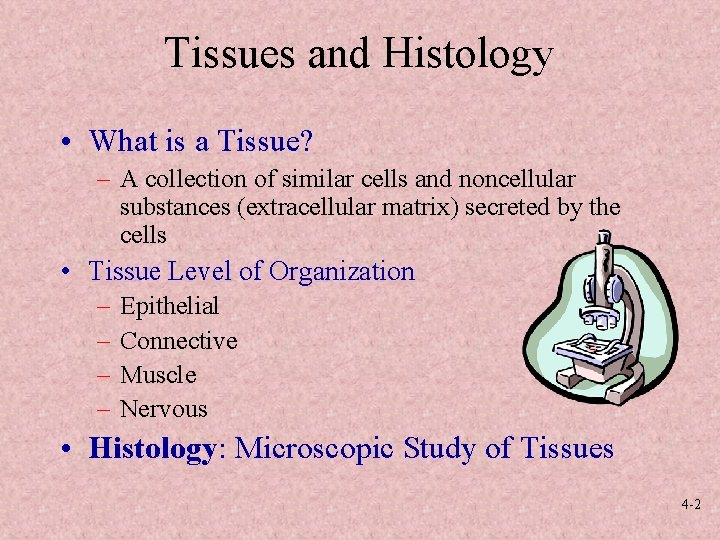 Tissues and Histology • What is a Tissue? – A collection of similar cells