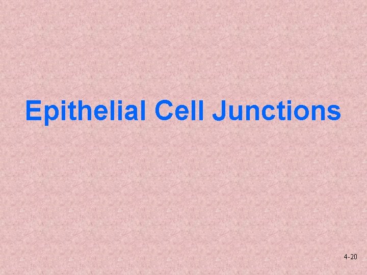 Epithelial Cell Junctions 4 -20 