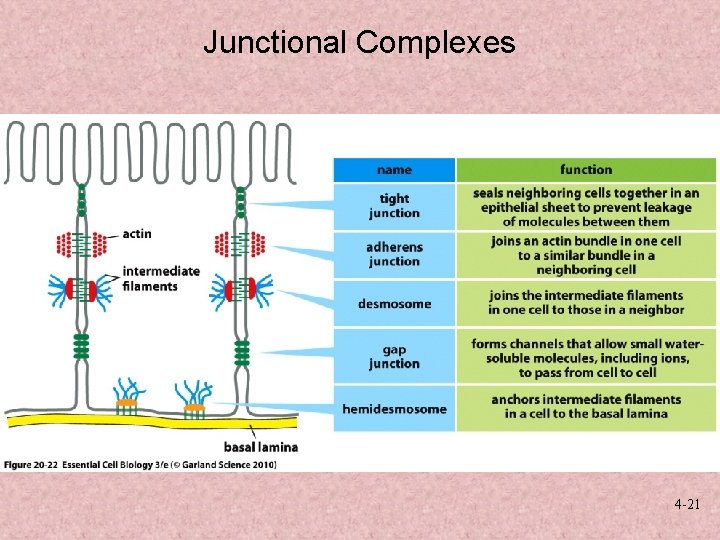 Junctional Complexes 4 -21 