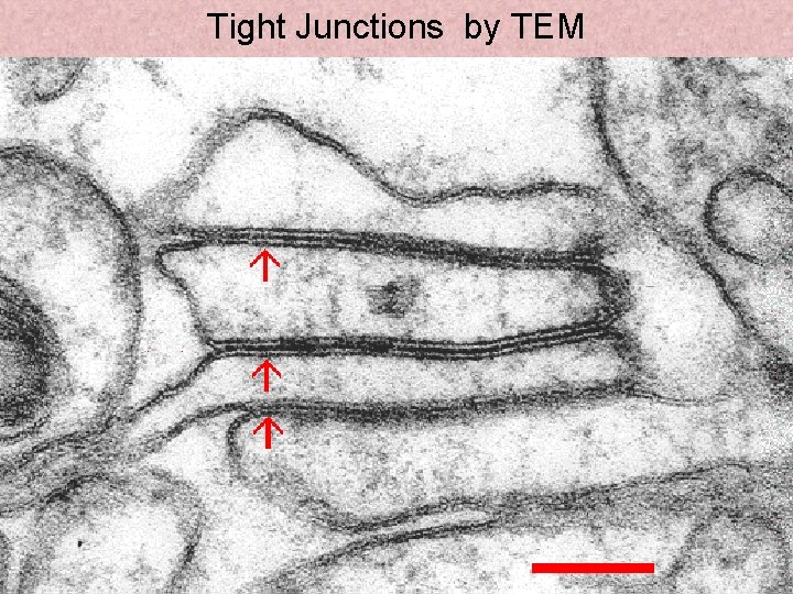 Tight Junctions by TEM 4 -22 