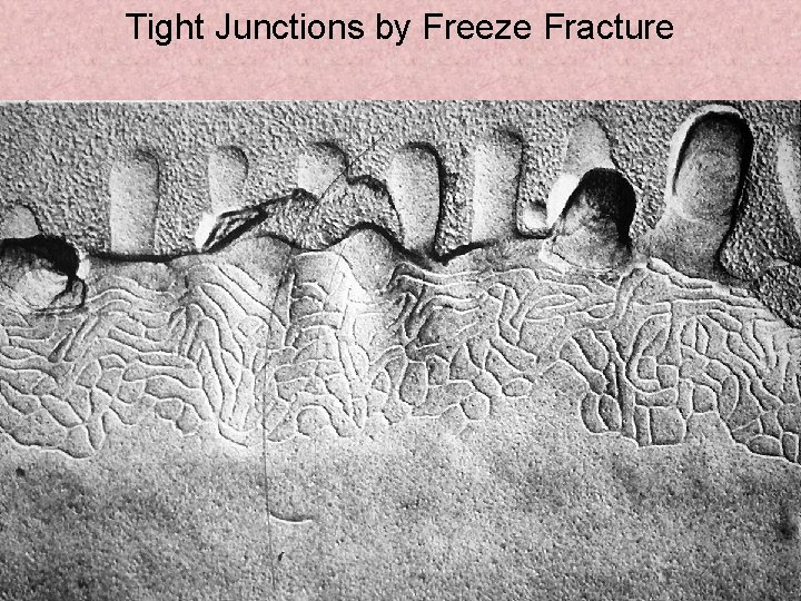 Tight Junctions by Freeze Fracture 4 -23 