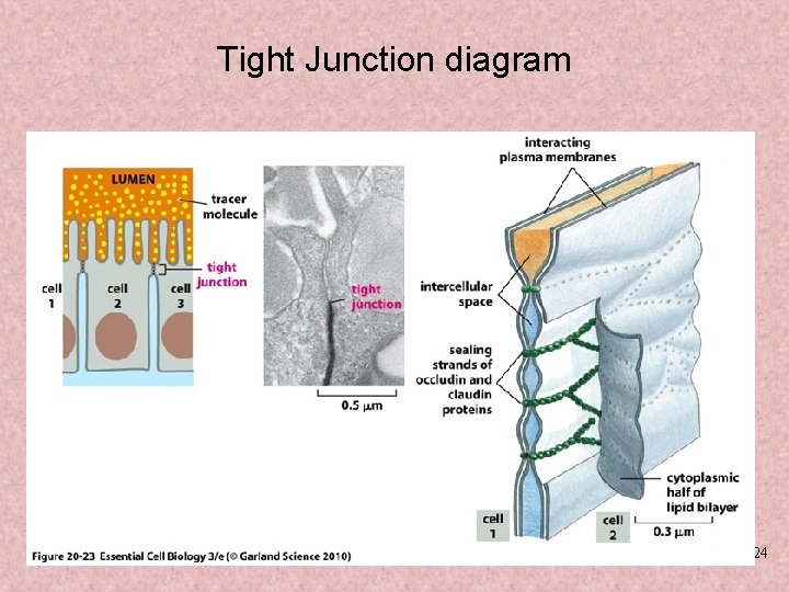 Tight Junction diagram 4 -24 