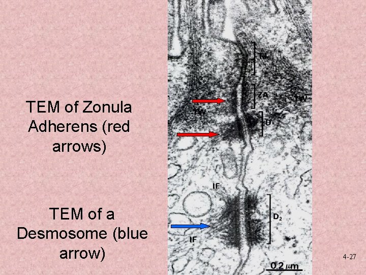 TEM of Zonula Adherens (red arrows) TEM of a Desmosome (blue arrow) 4 -27
