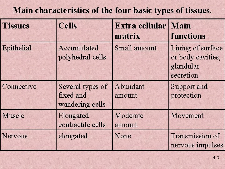 Main characteristics of the four basic types of tissues. Tissues Cells Extra cellular Main