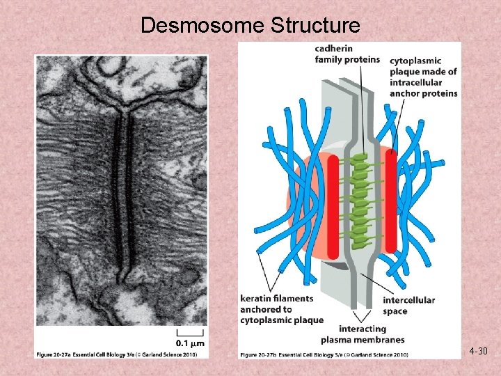Desmosome Structure 4 -30 