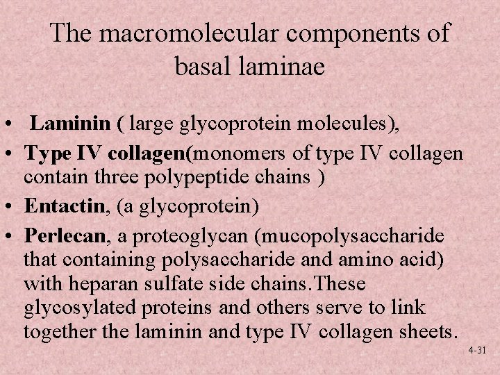 The macromolecular components of basal laminae • Laminin ( large glycoprotein molecules), • Type